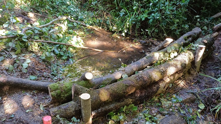 Dam in a ditch, made of logs and pinned down with more logs.